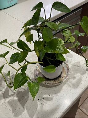 Live Green Pothos in White Ceramic Planter